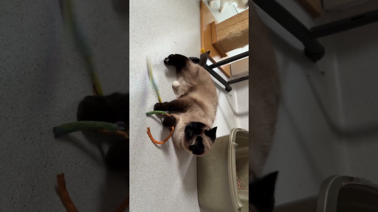 Enlarge Caesar, an adopted mixed breed in Tillamook, OR video 3/5