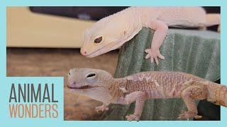 Leopard Gecko Rescue - Incredible Recovery!