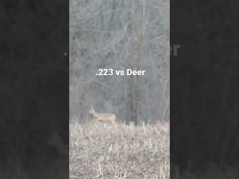 Deer Hunt .223 AR15 - Dropped!!! Didn’t Go 20 #deer #deerhunting #ar15 #guns #hunting #meateater
