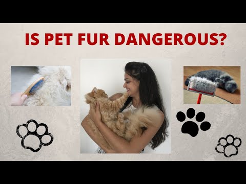 Is Pet Fur Dangerous? | PetInfoWorld