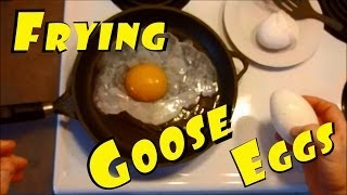 Something New Fried Goose Eggs The Biggest Egg I've Ever Eaten #108 Breeding Ducks