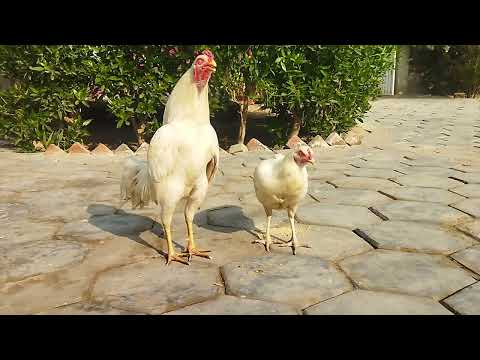 Rooster Crowing Compilation Plus - Rooster crowing sounds