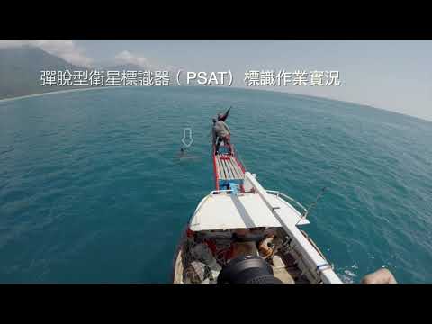 水試所5年追蹤獲大量曼波魚資料 將刊國際期刊