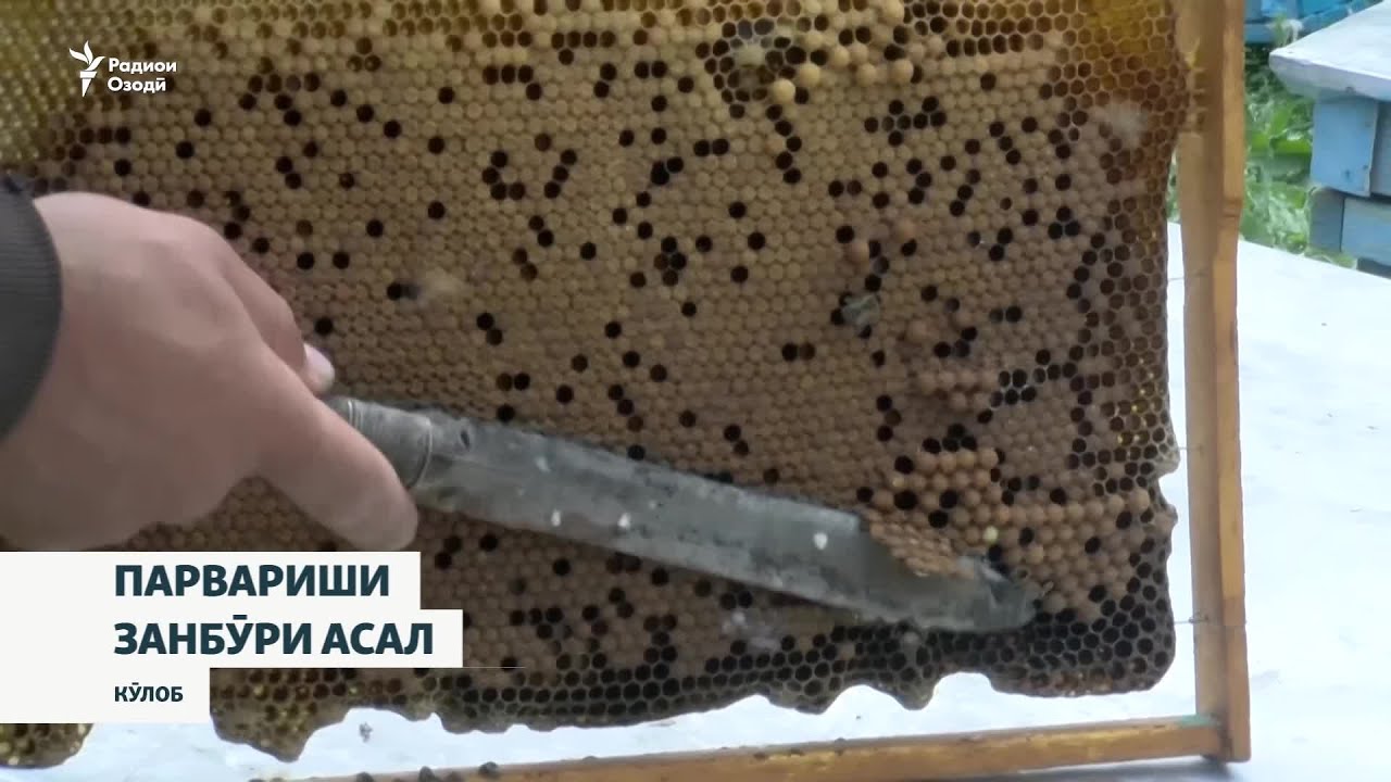 Чаро дар Тоҷикистон истеҳсоли асал афзоиш намеёбад?