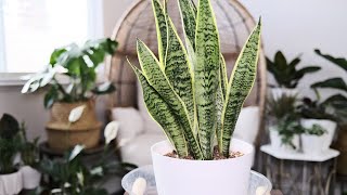 Snake Plant (Dracaena Trifasciata) Care & Growing Guide - Plant Mom Care