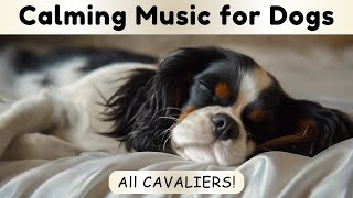 Calming Music for Anxious Dogs 🐶  Relax watching these Cute Cavalier King Charles Spaniels