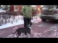 Стаффорд дрессировка 