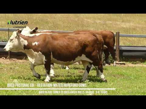 BOCO PASTORAL CO  18 STATION MATED COWS  3-8yrs