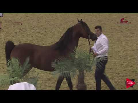 N165 BAHER AL SHAQAB - 2019 Al Shaqab Arabian Horse Show Festival - 4-6 years old stallions (cla...