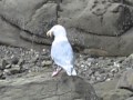 Seagull Swallows A Starfish