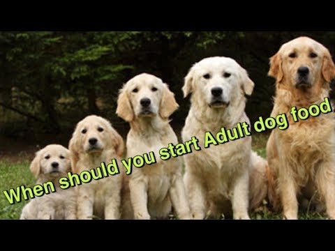 When to change your puppies food to adult food