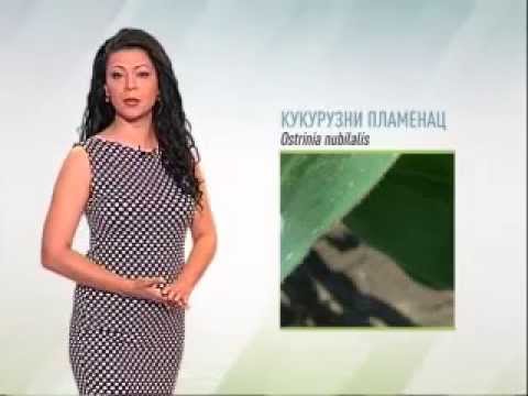 Zelena prognoza, 8.6.2015. - O daljem razvoju kukuruznog plamenca