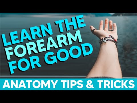 Anterior Forearm Muscles (Flexors)│Anatomy Tips, Tricks and Mnemonics