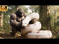 King Kong Vs Titanoboa Movie Trailer 2025 Prehistoric Battle With Giant Snake Full 60 Minutes