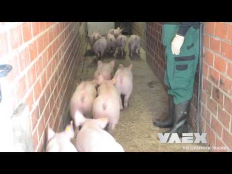 Verlading Biggen | VAEX The Livestock Traders