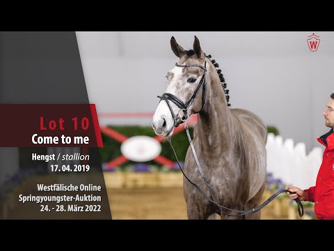 Online Auktion - Youngster Springen Lot 10 Come to me Hengst v. Comme le père - Coupe de Coeur