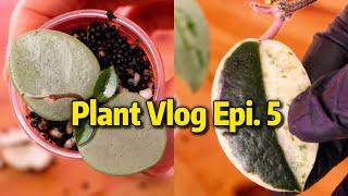 Silent Plant Vlog Ep.5 | Big Plant Unboxing, Hoya Propagation & Alocasia Corms 🌿