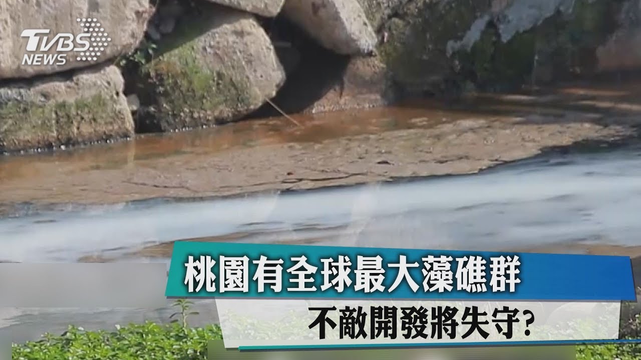 桃園有全球最大藻礁群 不敵開發將失守?