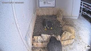 Sokół wędrowny Osaka Japonia - Sara & Kirara IV spotkanie  2025 10 27