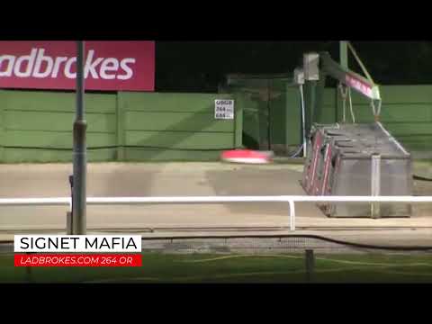 Signet Mafia - Ladbrokes 264