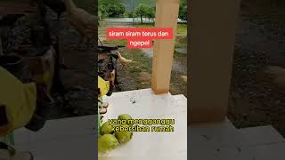 Download lagu ayam tetangga bikin rusuh bikin jengkel orang rumah #viral #shorts #fyp mp3
