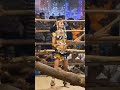 Dance Karakattam Dance Karaikudi Karakattam Short Shortvideo Treanding Viral Unitedkaraikudi