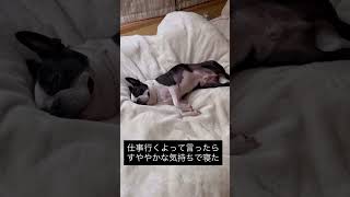 仕事行こうとするとすややかに眠るの何 #ボストンテリア