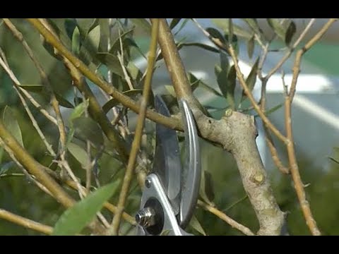 Video vignette