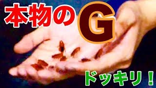 【閲覧マジ注意】メンバーの手の中"ゴキブリ"いっぱいにしてみた‼️