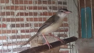 Download lagu Suara krek krek krek lanjut ngebrem ciblek sawah mp3 Download lagu Suara krek krek krek lanjut ngebrem ciblek sawah mp3