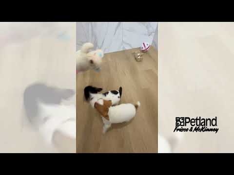 Jack Russell Terrier - 40021 video preview