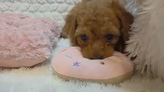 トイプードルの動画01