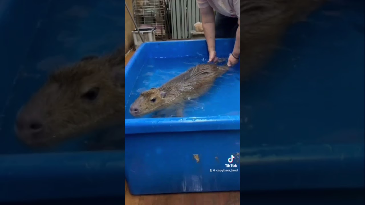 THE DAILY LIFE OF CAPYBARA LAND