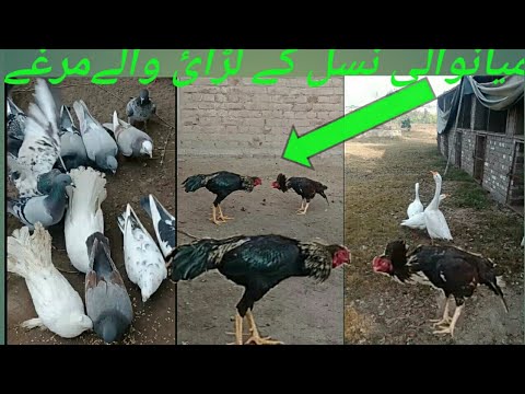 Fighting hens of Mianwali breed! laying hens! different types of pigeons and ducks.