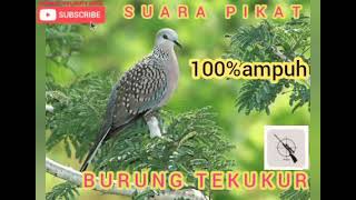 Download lagu suara pikat burung tekukur, durasi panjang // buat masteran mp3