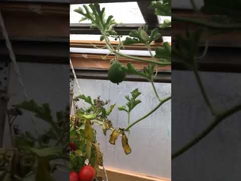 , title : 'Watermelons growing in a greenhouse'