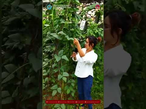 PANEN SAYURAN DI KEBUN KELURAHAN UBUNG