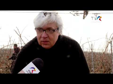 Satul meu - tăieri de rod la vița de vie de la Banu Mărăcine