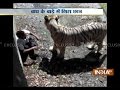 Youth Mauled To Death By White Tiger at Delhi Zoo - India TV