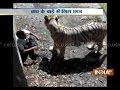 Youth Mauled To Death By White Tiger At Delhi Zoo India TV