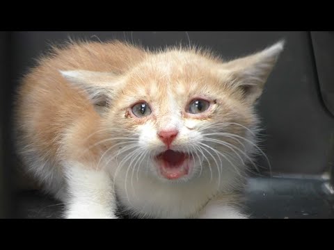 Tiny Kittens Meowing Compilation – Sounds to Attract Cats