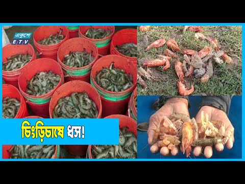 ভাইরাসে মরে যাচ্ছে বাগদা চিংড়ি, ক্ষতির মুখে চাষিরা