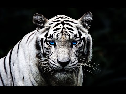 Zyce & Flegma - Bengal