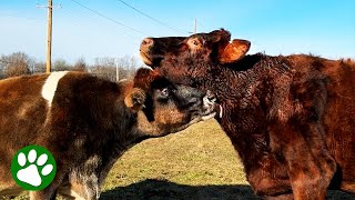 Two rescue cows meet and prove love at first sight exist