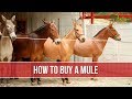 How to Buy a Mule - TvAgro by Juan Gonzalo Angel