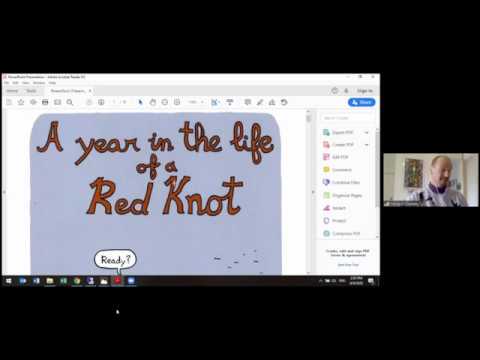 Story Time with Nature Canada: Rufus the Red Knot