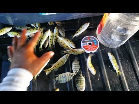 Homemade Plastic Bottle Fish Trap using MCDONALD'S French Fries! Micro Fishing