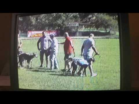 Isaszeg Park agárverseny 2017.07.29.