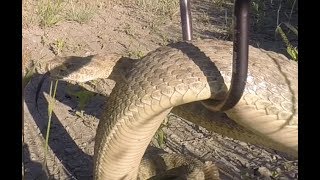 Large Lethbridge Rattlesnake