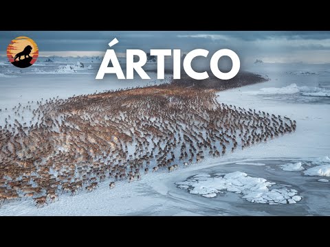ÁRTICO SALVAJE: La Lucha por la Supervivencia | Documentales